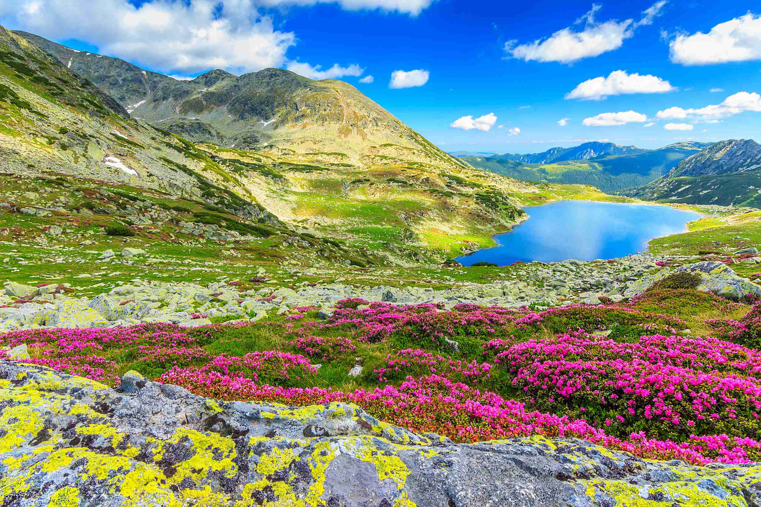 Glacier Lake With Pink Rhododendrons Glacier Lake With Pink Rhododendrons