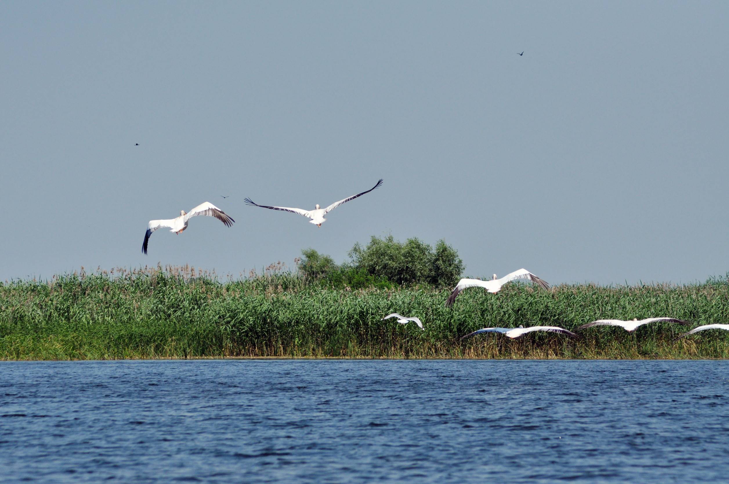Flying Great White Pelicans In The Danube Delta Flying Great White Pelicans In The Danube Delta