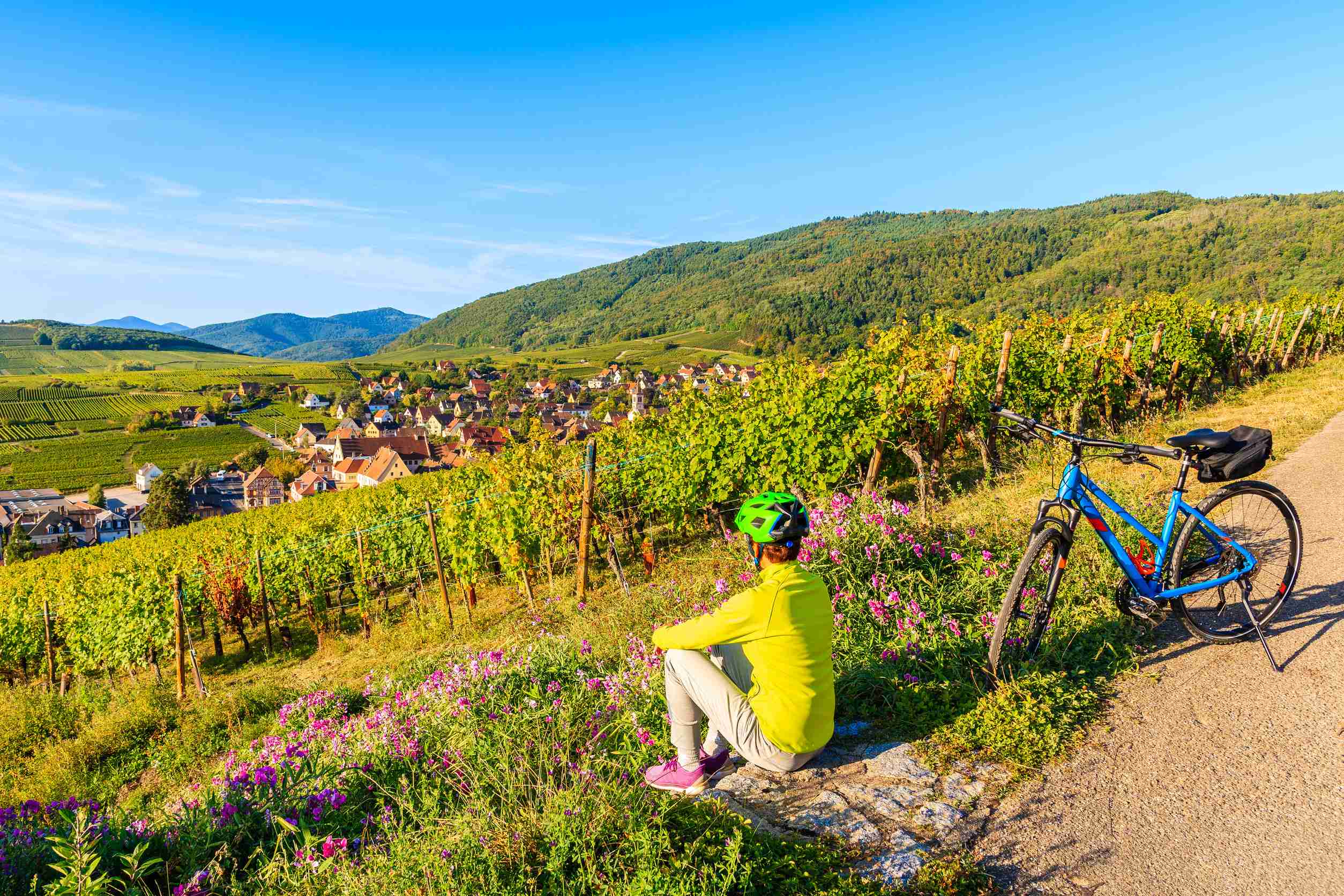 Young Woman Cyclist Sitting Among Vineyards And Looking At Riquewihr Village