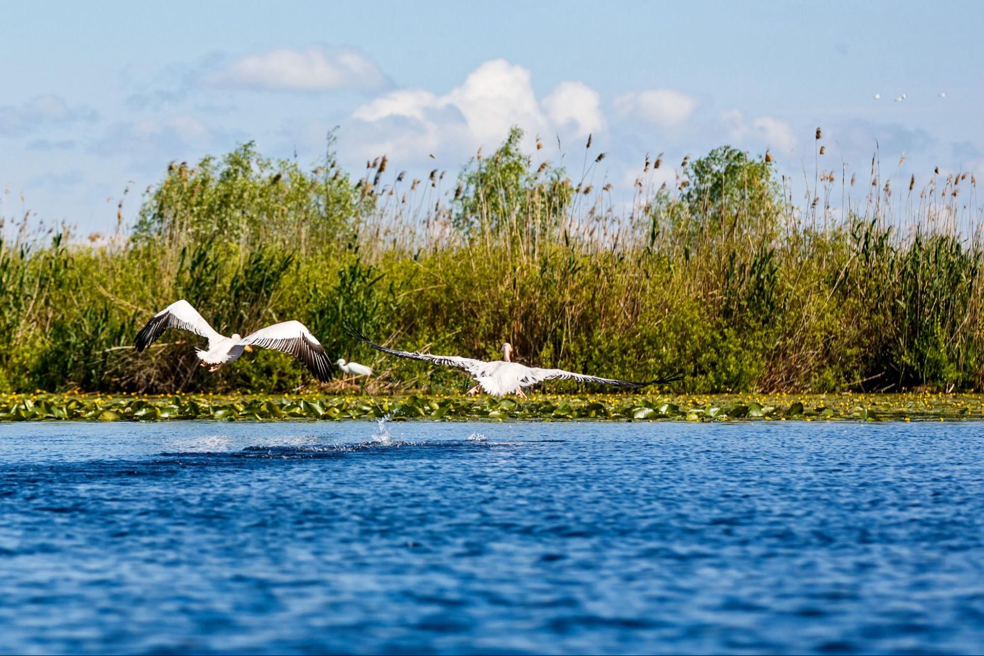 Landscape photo of white pelicans in Danube Delta